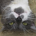 Norman Strayer Photo 8