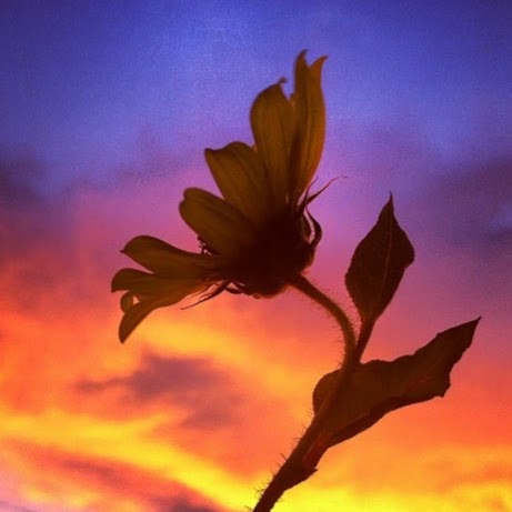 Constance Wilcox Photo 8