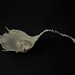 Ming Tsang Photo 11