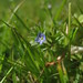 Veronica Flanders Photo 5