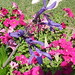 Ann Coker Photo 29