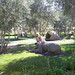 Shannon Wolf Photo 23