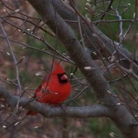 Debra Vernon Photo 5