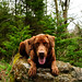 Robert Magee Photo 41