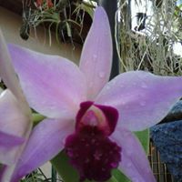 Liduvina Ramirez Photo 8