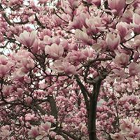 Carrie Morrison Photo 26