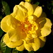 Rosalee Rose Photo 16