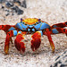 Darwin Samples Photo 7