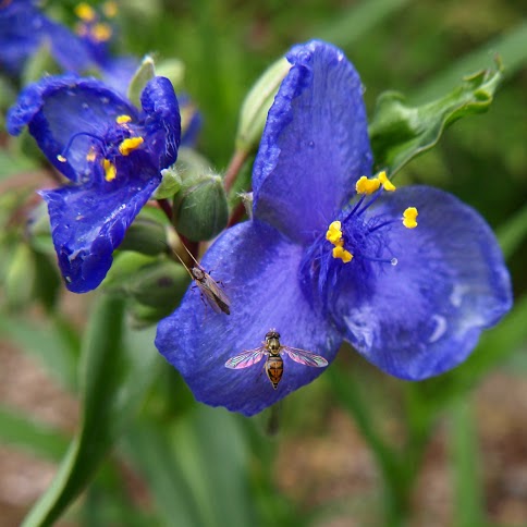 Helen Williamson Photo 37