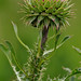 Wayne Meadows Photo 31
