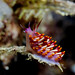 Joseph Diver Photo 13