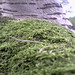 Clayton Moss Photo 13