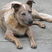 Daniel Waits Photo 9