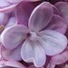 Nancy Bloom Photo 12