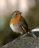 Robin Green Photo 29