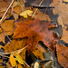 Maple Allen Photo 2