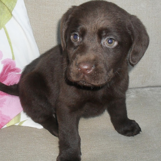 Cherie Barnes Photo 6