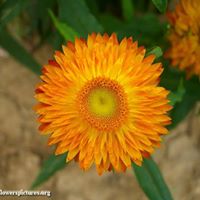 Sara Flack Photo 15