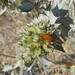 Anne Caraway Photo 4