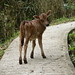 Chi Lai Photo 15