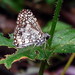 Brenda Skipper Photo 29
