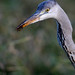 Adrea Sharp Photo 2
