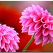 Sandra Sommers Photo 17