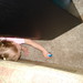 Jason Lilli Photo 11