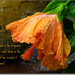 Phyllis Hurt Photo 19