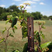 Howard Vine Photo 17