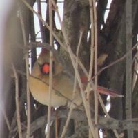 Cindy Farley Photo 14