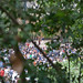 Cynthia Groves Photo 11