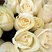 Rose White Photo 9