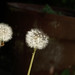Edith Harden Photo 6