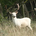 Debbie Buck Photo 32
