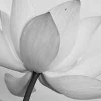 Connie Choi Photo 13