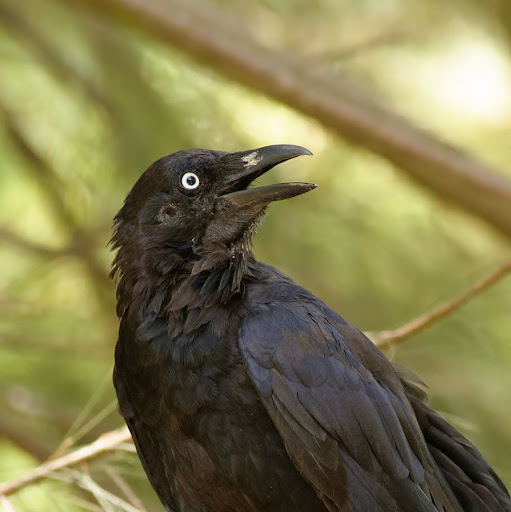 John Bird Photo 49