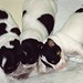 Archie Howell Photo 9