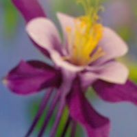 Elaine Brackin Photo 5