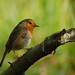Robin Welsh Photo 25