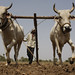Rajendra Mehta Photo 29