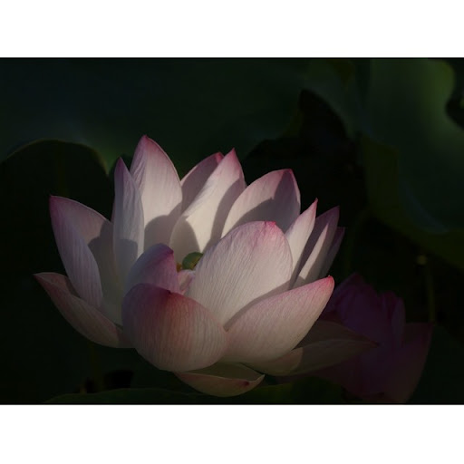Li Tang Photo 17