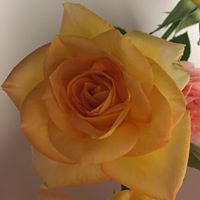 Julie Mattson Photo 3