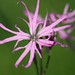 Robbin Flowers Photo 4