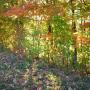 Carol Childers Photo 22