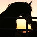 Megan Cahill Photo 14
