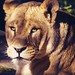 Jennifer Lion Photo 5