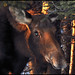 Ray Hillock Photo 2