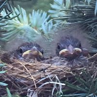 Nancy Goins Photo 19