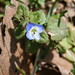 Veronica Small Photo 10